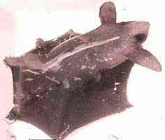 Vampyroteuthis.JPG (6953 bytes)