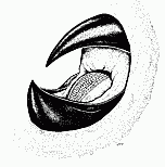 squid_radula_icon.gif (8382 bytes)