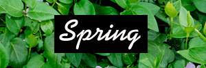 Spring