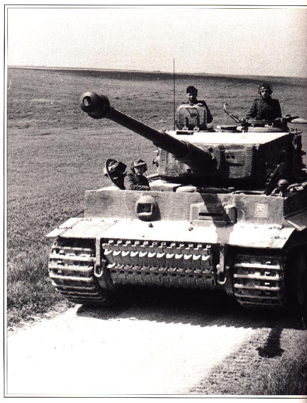 tiger