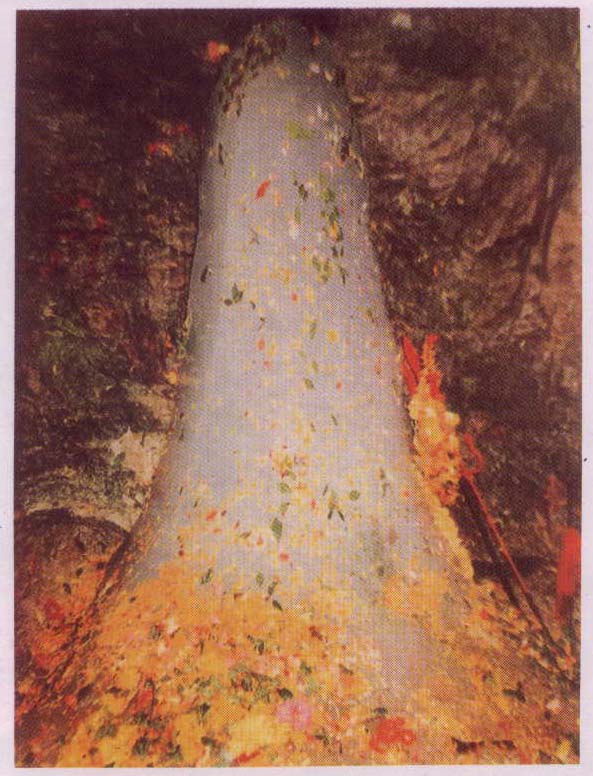 Lord shri amarnAth