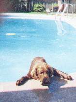dog trying to get out of pool