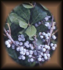 Bayberry