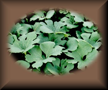 Bloodroot