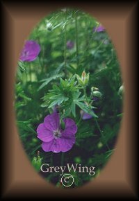 Geranium sanguineum