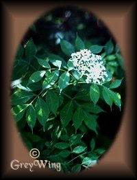 Elder