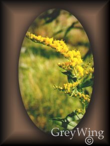 Goldenrod