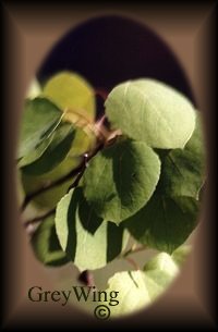 quaking aspen