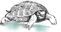 turttle.gif (10958 bytes)