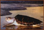 TAMAR Project protects sea turtles in Praia do Forte