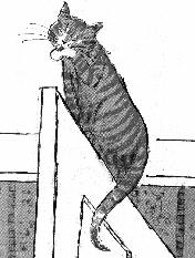 whiskers