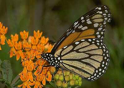 The last monarch