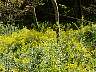 skyland032.jpg