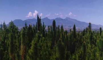 Mt. Kitanglad and in the foreground are growing trees.