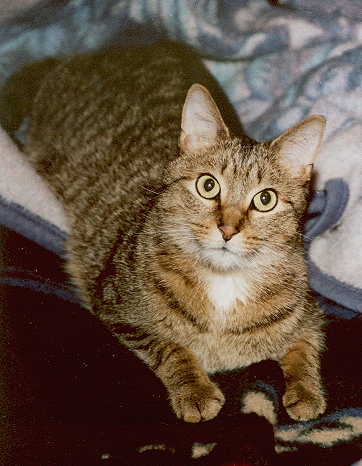 Troutlike cat.