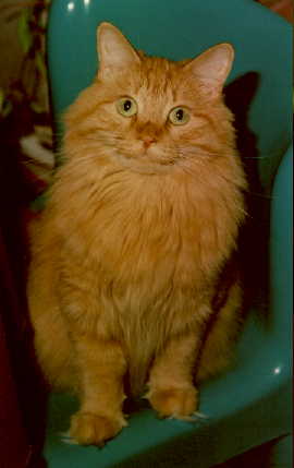 Nice Orange Kitty