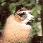 Beau from Charismatic Llamas