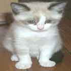 Chubby