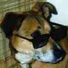 Comet, Charlotte's Dog, wearing sunglasses and looking very cool!