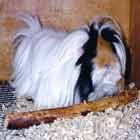 Guppy, a cute little Guinea Pig