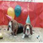 Party Pups