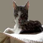 Pepper the Cat