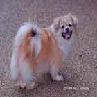Plum, a Tibetan Spaniel