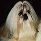 Rocky - Shih -Tzu
