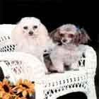 Studley and Jezebel