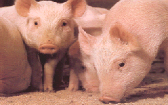 pigs.gif - 34.3 K