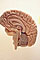 brain2