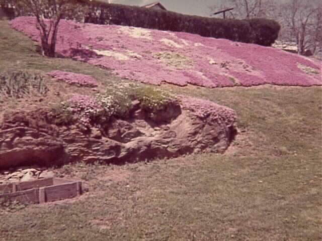 Virginia Phlox