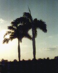Palmas reales