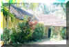 Palmgrove
