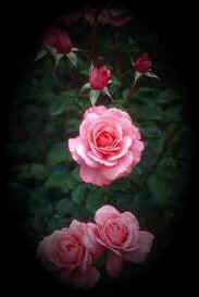 images/rose028.jpg (25629 bytes)