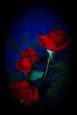 images/rose131.jpg (5551 bytes)
