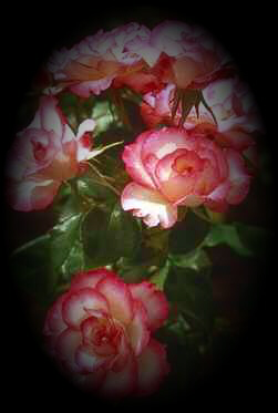 images/rose704t.jpg (31860 bytes)