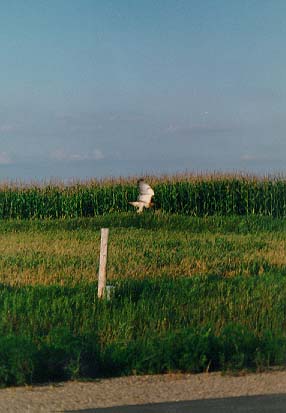 bird