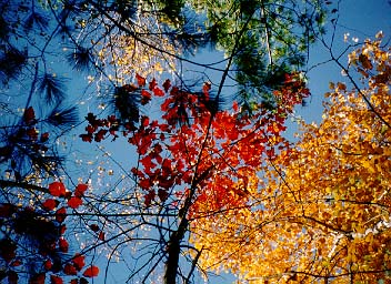 itasca