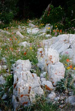 new mexico