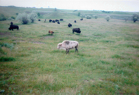 White Cloud the buffalo