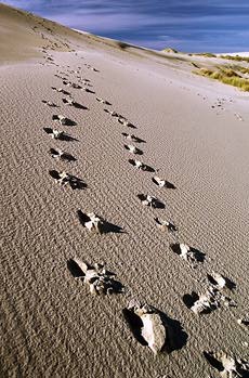 Picture of footprints