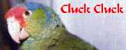 And Cluck Cluck for All, a true short story