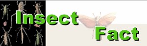 insectft.jpg (10606 bytes)