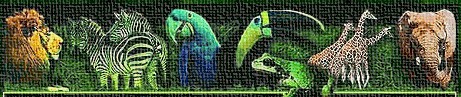 animal1.gif (28941 bytes)