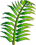 palmfrond