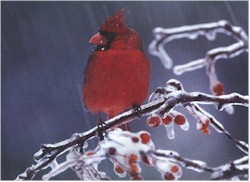 cardinal