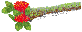 Ohia Branch