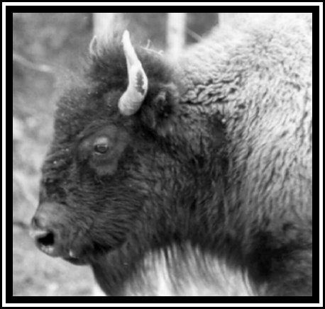 bison-1.gif (171534 bytes)
