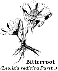bitterroot.gif (15053 bytes)
